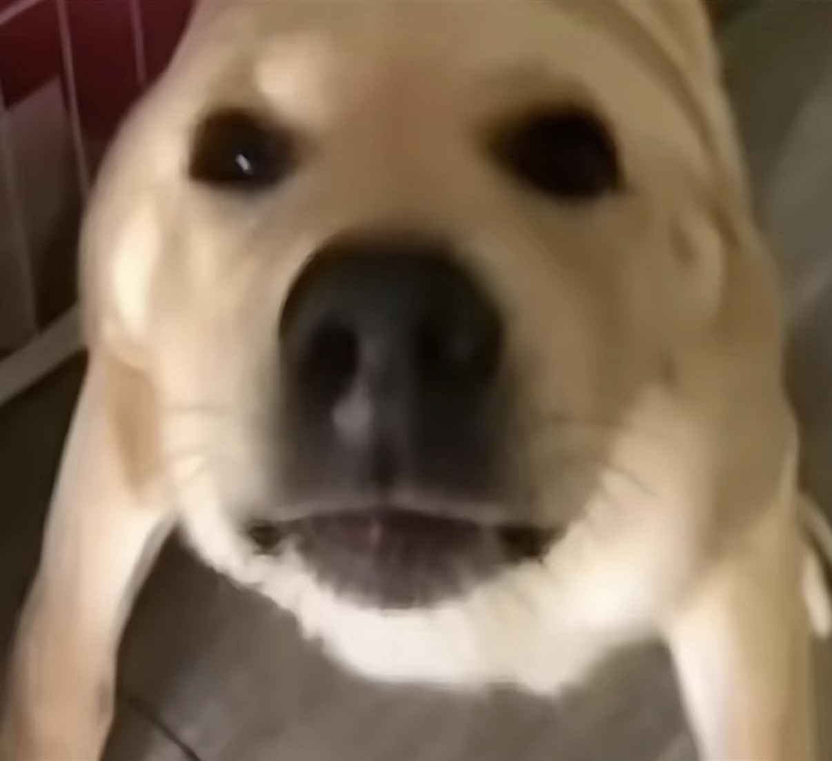 大狗